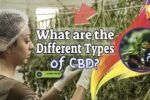 What are the Different Types of CBD? And the Best Kinds of CBD Supplements