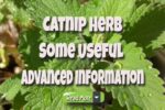 Catnip Herb – Some Useful Advanced Information