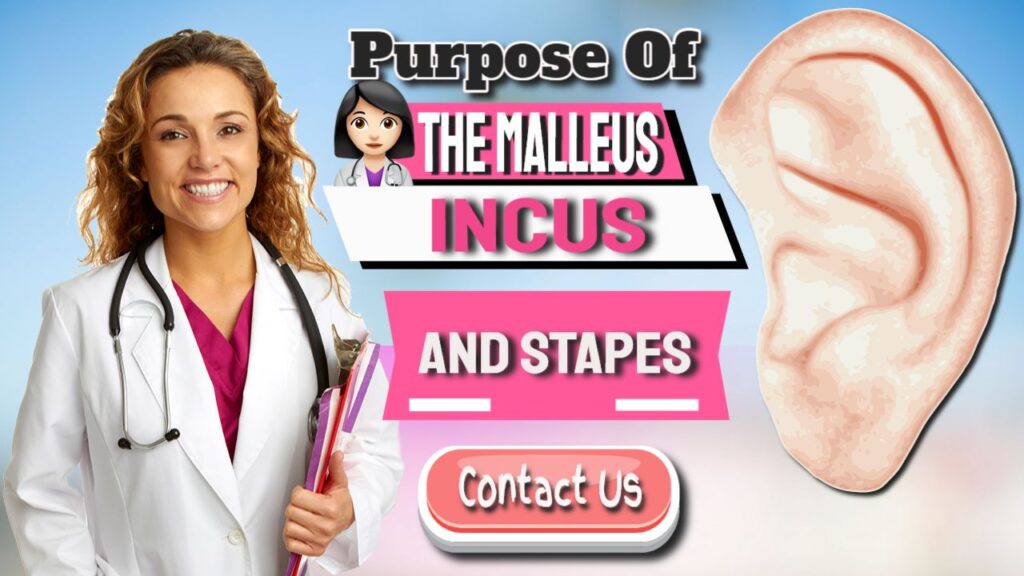 the malleus incus and stapes