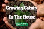 Growing Catnip In The House, From Seed To Plant