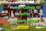 Human Catnip Benefits and Applications