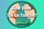 How Does the Ear Function?