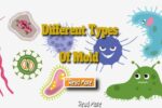 Different Types Of Mold And How To Get Rid Of Them