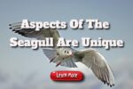Aspects Of The Seagull Are Unique