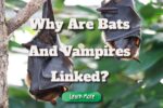 Why Are Bats and Vampires so Inextricably Linked?