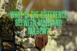What is the Difference Between Mold and Mildew?