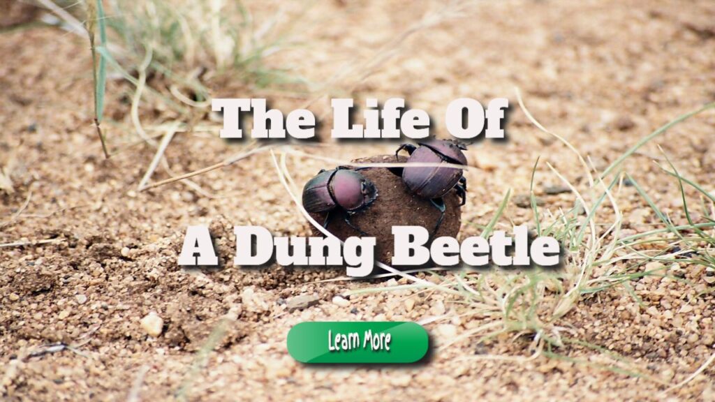 the life of a dung beetle