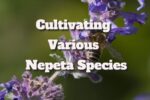 Catnip Plant Varieties: Cultivating Various Nepeta Species