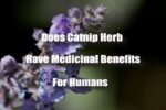 Does Catnip Herb Have Medicinal Benefits For Humans