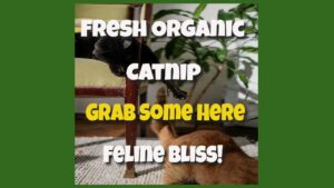 fresh organic catnip