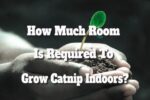 How Much Room Is Required To Grow Catnip Indoors?