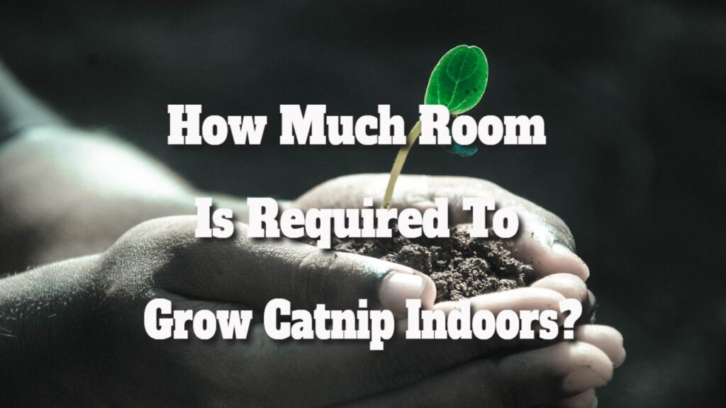 how much room is required to grow catnip indoors
