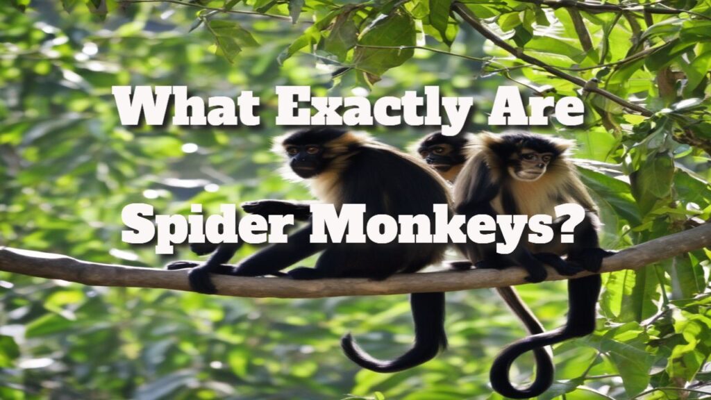 what exactly are spider monkeys