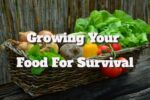 Growing Your Food for Survival – Tips and Practices
