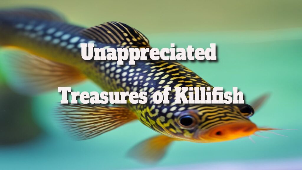 unappreciated-treasures-of-killifish