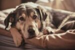 How To Take Care Of A Senior Dog: Golden Years