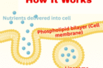 Liposomal Supplements: A Science-Backed Advantage