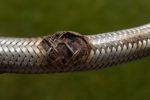 Emergency Plumber: How to Handle Burst Pipes and Flexi Hoses