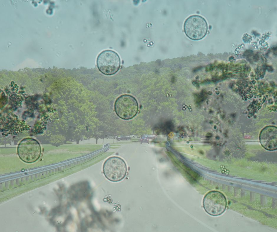 Eye Floaters
