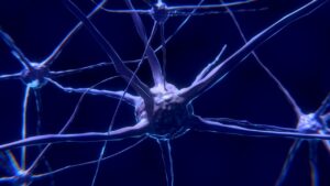 Synapse