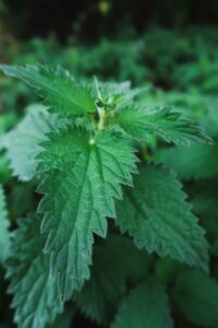 Stinging nettle
