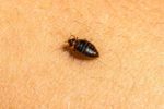 Bed Bug Infestations: Identification, Treatment, and Prevention