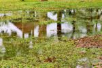 Stormwater Drain Solutions: Causes in Wollongong