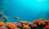 Great Blue Hole Belize: Essential Guide for Diving and Snorkelling