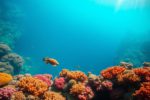 Great Blue Hole Belize: Your Essential Diving and Snorkeling Guide