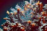 Ferritin Blood Test: Your Comprehensive Guide in Enfield