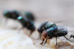 Maggot Extermination Tips for Sydney Properties