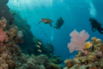 Belize Barrier Reef: A 2025 Diving and Snorkeling Haven