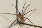 Spider Pest Control Challenges: Effective Elimination Strategies