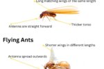 Flying Termites: Understanding Their Significance and Response
