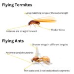 Flying Termites: Significance and How to Respond to Them