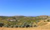 Olive Heritage: Explore Alentejo’s Olive Route in Portugal