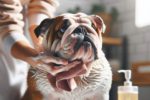 Bulldog Wrinkle Cleaning Tips Every Owner Should Know