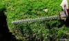 Hedge Trimming Tips for Beautiful Gardens in West Coker
