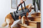 Lifting Harnesses for Large Dogs: A Must-Have Owner’s Guide