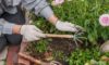 Weeding Services: Expert Tips and Providers in Queen Camel