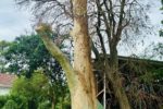 Lightning Strikes a Spotted Gum Tree in Adamstown Heights: A Case Study