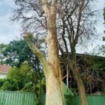 Spotted Gum Tree Hit by Lightning in Adamstown Heights: Insights