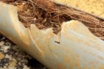 Pipe Relining: The Solution for Tree Roots in Your Drains