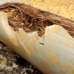 Pipe Relining: Combatting Tree Roots in Your Drains