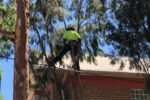 Tree Lopping vs Pruning: Key Differences and Importance
