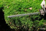 Hedge Trimming Best Practices in Queen Camel