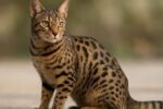 Ocicat Spot Patterns: Discovering Unique Feline Coats