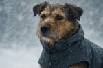 Weather-Resistant Gear for Pets: Must-Have Essentials