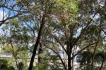 Trees Newcastle Arborists Frequently Remove and Their Reasons