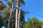 Tree Dispute Solutions with Neighbours in NSW